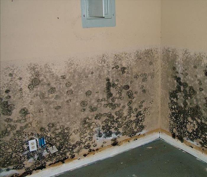 Extremely mold damaged cream colored walls