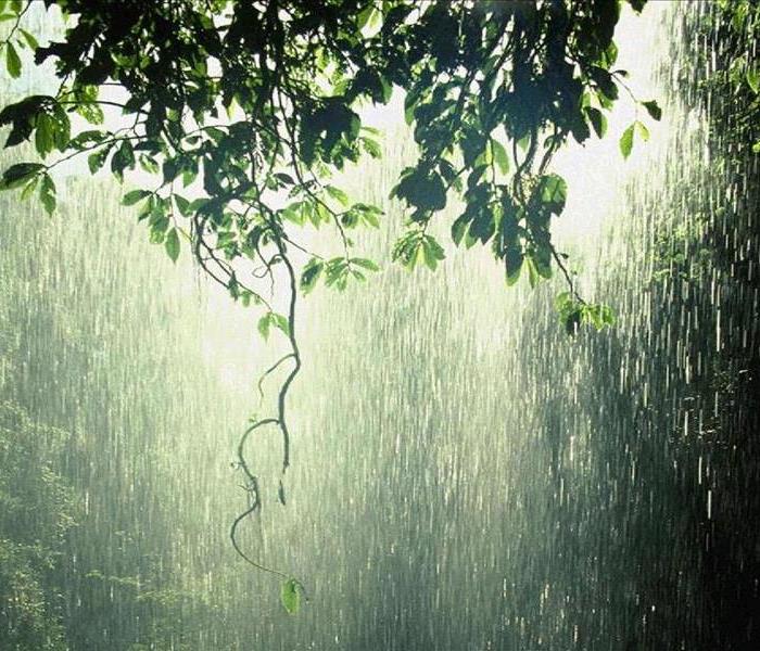 Rain falling through a canopy of trees.